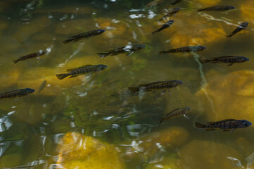 Fish in pond