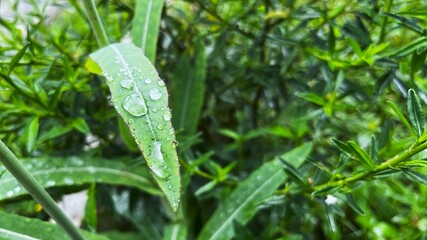 green leaves with water droplets from raindrops