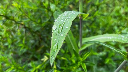 green leaves with water droplets from raindrops