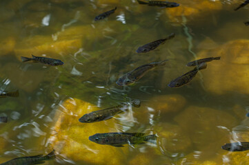 Fish in pond