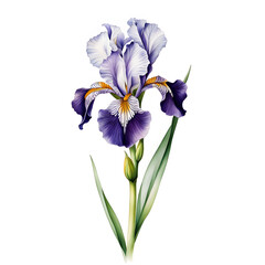 iris isolated on white