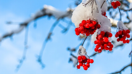 Frozen red berries of viburnum covered with hoarfrost and snow against the blue sky