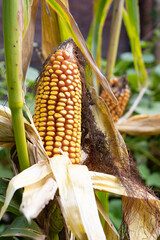 colorful corn cobs on plants