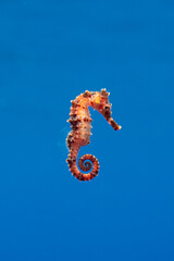 Red seahorse underwater