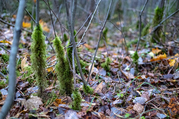 green moss around small tree trunks in autumn season. Wilted leaves on the ground.