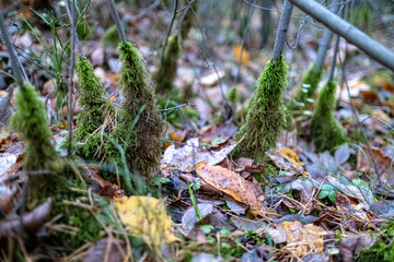 green moss around small tree trunks in autumn season. Wilted leaves on the ground.