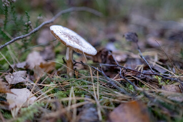 white Amanita sp. mushroom on forest ground. Amanita citrina