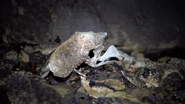 A close up shot of a calcified pelvis of from the extinct giant moa bird. This animal must have fallen into the cave and become trapped.