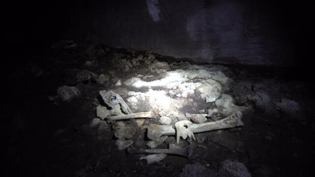 Cavers discover floor littered with with bone piles of extinct giant moa bird in New Zealand Cave. Flashlghts pass over the bones.