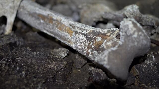 Close up shot of calcified moa femur on floor of South Island cave in New Zealand