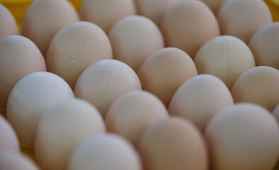 Fresh eggs in pater tray for sell