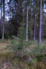 small spruce tree in pine forest