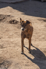 mixed breed dog in a shelter for abandoned animals
