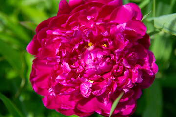 Beautiful bright pink peony flower against a background of green leaves close-up in the garden in summer