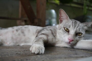 A gray striped cat with yellow eyes is lying on a stone surface. It appears relaxed, resting with its paw extended and its head propped up slightly. The background shows soft greenery and a relaxed se