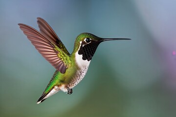 Fototapeta premium High Definition Image of Green and Black Hummingbird on Clear Background