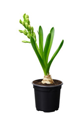 Hyacinth flower with bud in a black pot is growthing isolated on white background. PNG. Bulbous house plant close-up. Beginning to bloom. High quality vertical photo