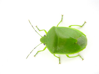 真上から見るツヤアオカメムシ