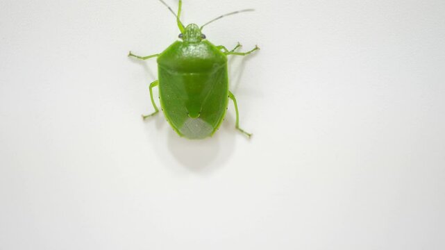 下から上へ歩いていくツヤアオカメムシ