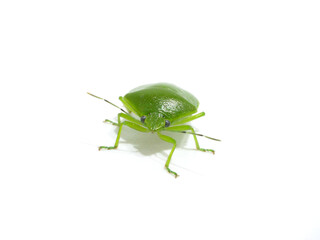 こちらへ向かってくる目のかわいいツヤアオカメムシ