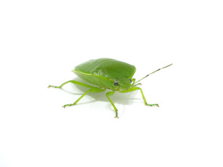 カメムシ