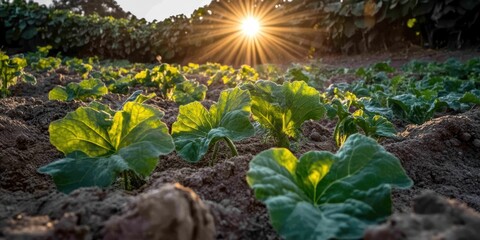 Vibrant Green Leaves Emerging from Soil at Dusk with a Stunning Sunburst in the Background, Capturing the Essence of Nature and Agriculture