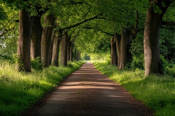 A long, winding road through a tree-lined path, bathed in warm sunlight.