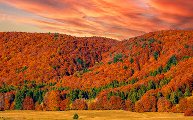 Fototapeta premium a beautiful sunset over the Forest with the fantastic colors of autumn