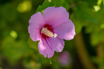 Flower pink closeup on green background. Purple blooming plant. Nature garden blossom flowers. Soft focus.