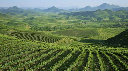 Tranquil Rural Vineyard Landscape in China with Farmers Harvesting Grapes and Rolling Hills in Background