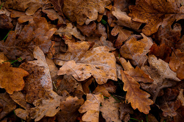 Fallen autumn oak leaves on the ground, close-up