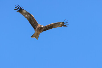 青空をバックに飛ぶトビ