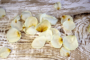 Dried rose petals as background. White rose flowers, close-up.
