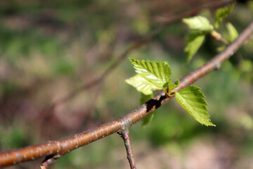Young shoots of grapes with leaves on the vineyard in the summer