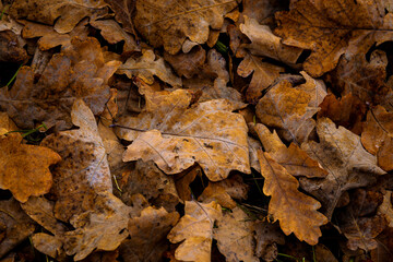 Fallen autumn oak leaves on the ground, close-up