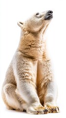 Obraz premium Playful Polar Bear Sitting with Gentle Expression on White Background