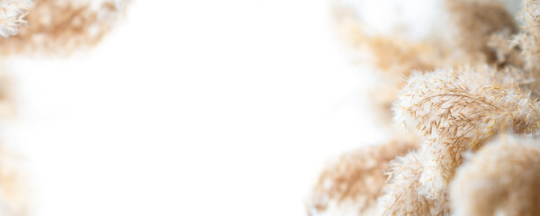 Pampas grass mockup with copy space. Space for logo or text