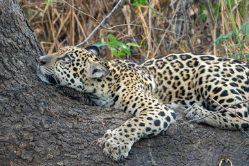 Jaguar cub on base of tree