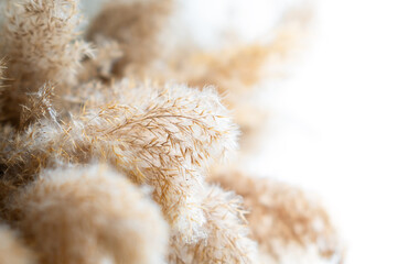 Pampas grass on a light background