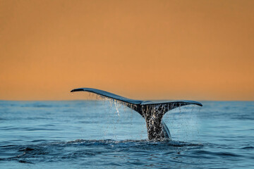 Fototapeta premium Whale Tale