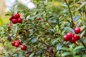 Lingonberry (Vaccinium vitis-idaea). Ripe lingonberries on a bush. Wild berries growing in nature. Red berries and green leaves close-up. Autumn season. Shallow depth of field and blurred background.