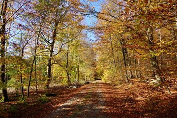 Herbst im Taunus