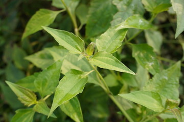 A twig of the Chromolaena odorata commonly known as Siam weed 