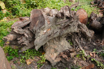 A tree stump is fallen on the ground 