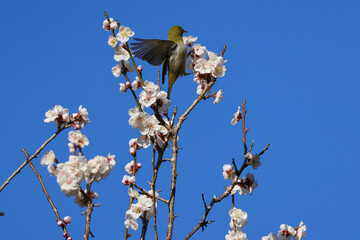 梅の花とメジロ