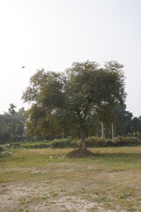 The africanum tree has found beside the field 