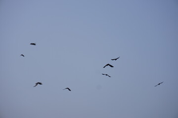 The crows are flying on the clear blue sky 