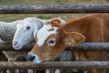 Cows and Sheep (İnek ve Koyunlar) Together Inside the Fences Photo, Uskudar Istanbul, Turkiye...
