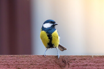 great tit standing on the garden fence