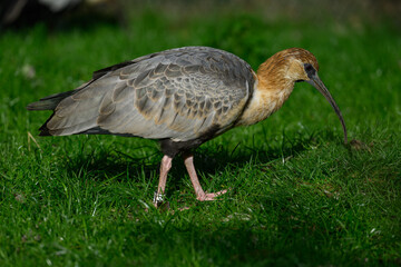 Grey-winged ibis outside on the lawn.
